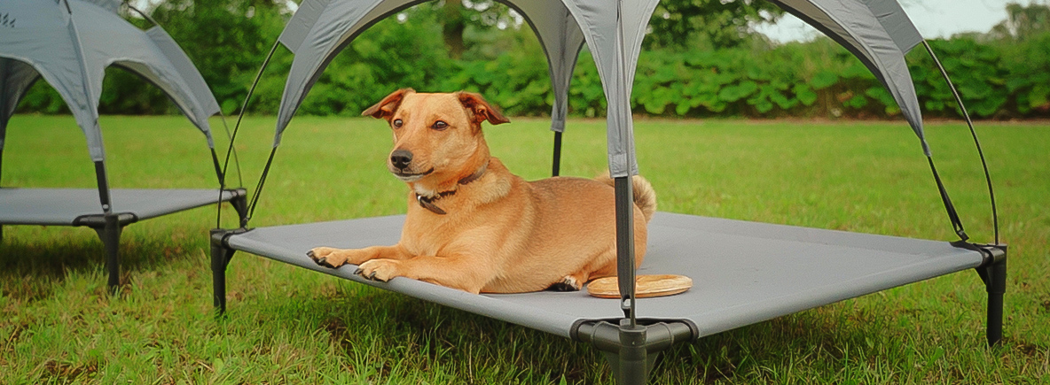 Camping mit Hund: 10 praktische Tipps